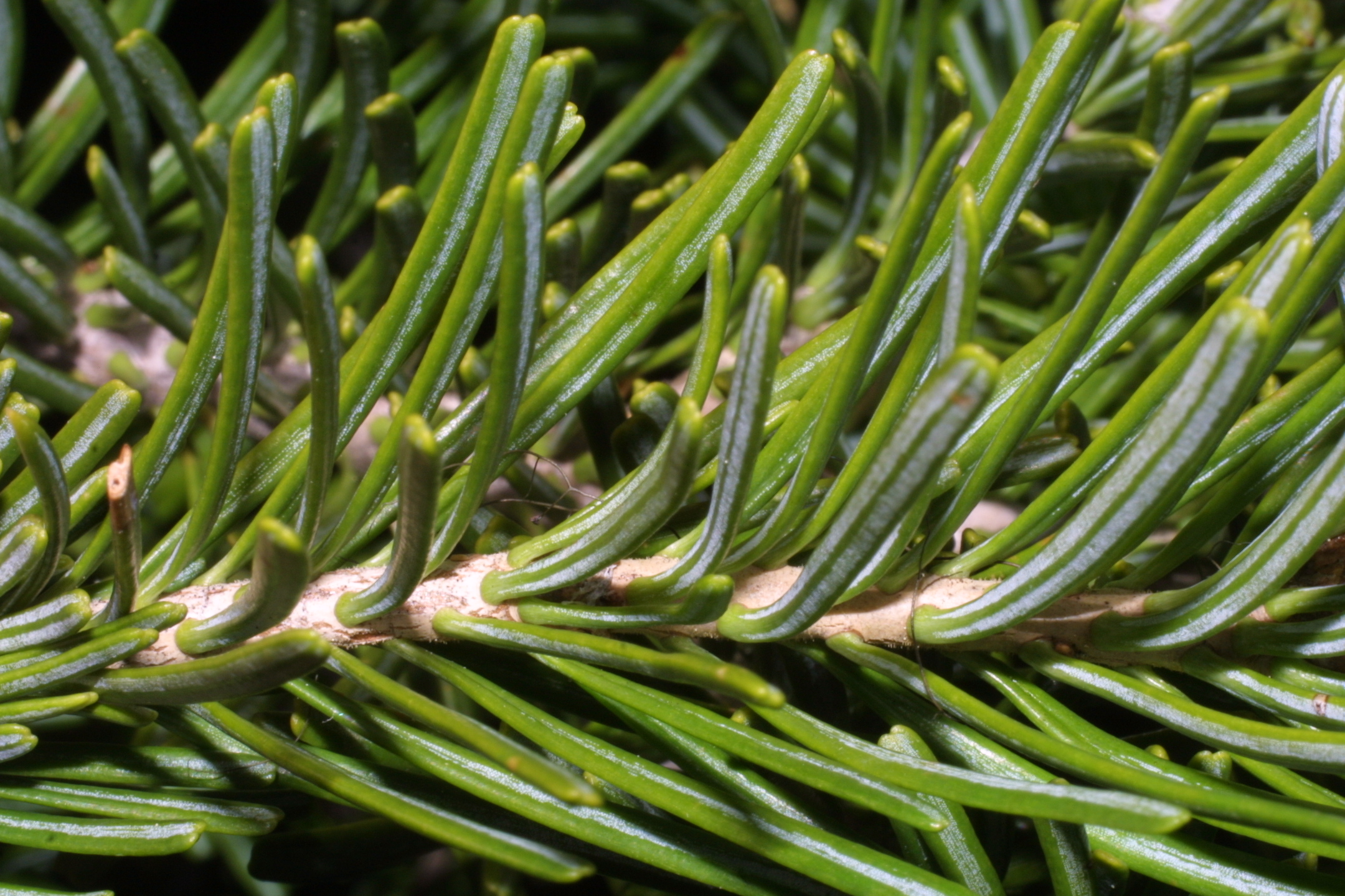 subalpine fir